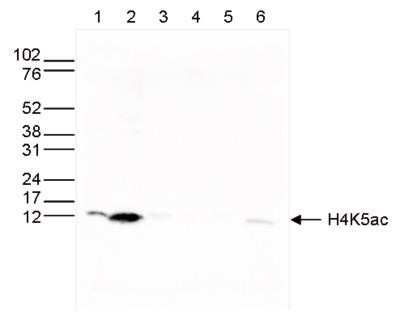 Western Blot: Histone H4 [ac Lys5] Antibody [NBP2-59254]